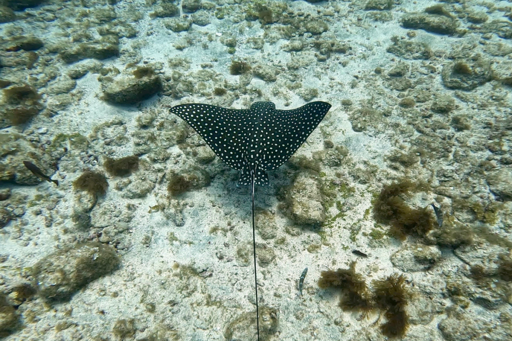 Raia Chita no Mergulho com Cilindro em Fernando de Noronha