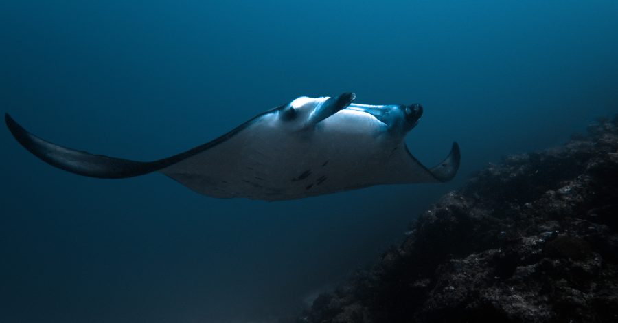 Mergulho Noturno com Raias Manta no Havaí