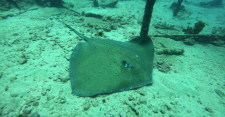 Por que as Fotos Subaquáticas Ficam Esverdeadas?