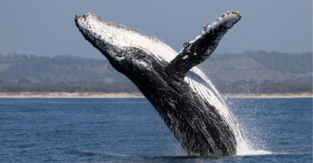 Temporada de Avistamento de Baleias em Ilhabela: Regras e Como Aproveitar