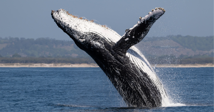 Avistamento de Baleias em Ilhabela
