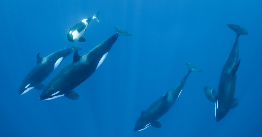 Nadar com Orcas