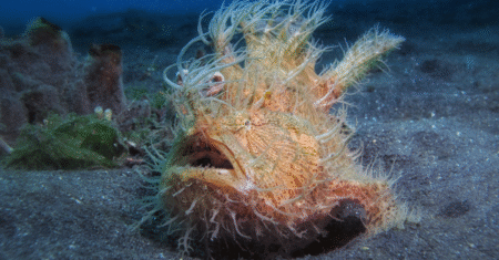 Peixe Sapo Peludo: Um Mistério Subaquático Incrível