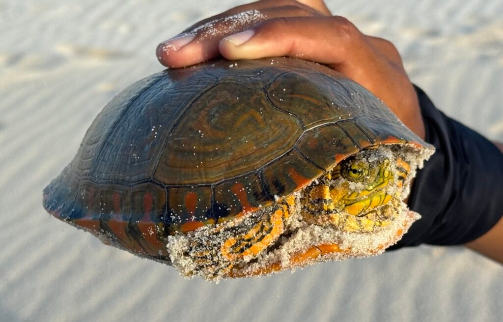 Tartaruga Pininga nos Lençóis Maranhenses.