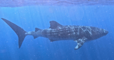 Como é o Passeio para Nadar com Tubarão-Baleia na Riviera Maya