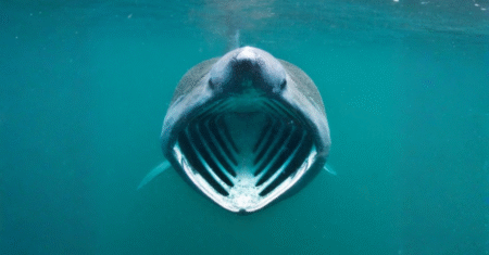 Gigante dos Oceanos: Curiosidades sobre o Tubarão-Peregrino