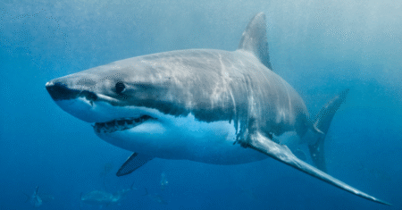 Por Que Tubarões-Brancos em Aquários Não Funcionam?